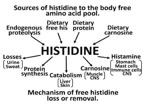 Histidin im menschlichen Körper