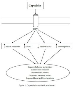 Capsaicin hilfreich bei metabolischem Syndrom