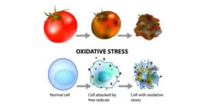 Oxidativer Stress