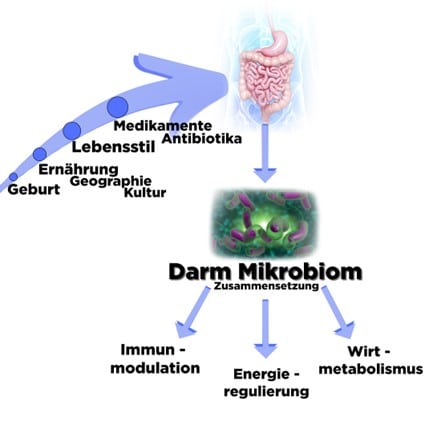 Einflussfaktoren Darmflora