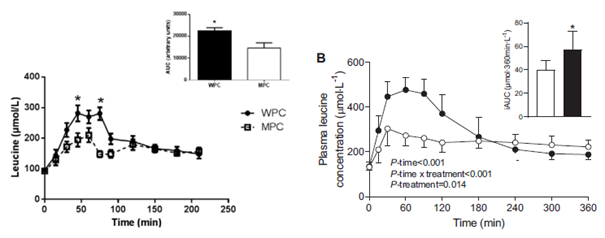 Leucinanstieg Wheyprotein vs. Milchprotein
