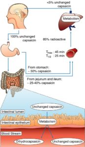 Metabolismus von Capsaicin