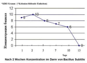 Bacillus Subtilis siedelt sich im Darm an