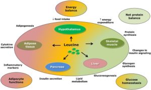 Darstellung_Effekte_Leucin