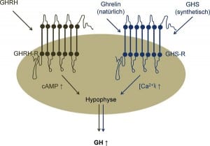 Darstellung_GH