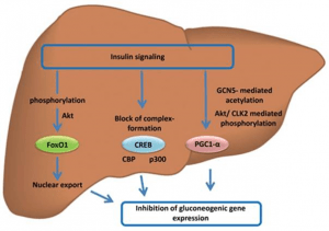 Insulin hemmt Gluconeogenese