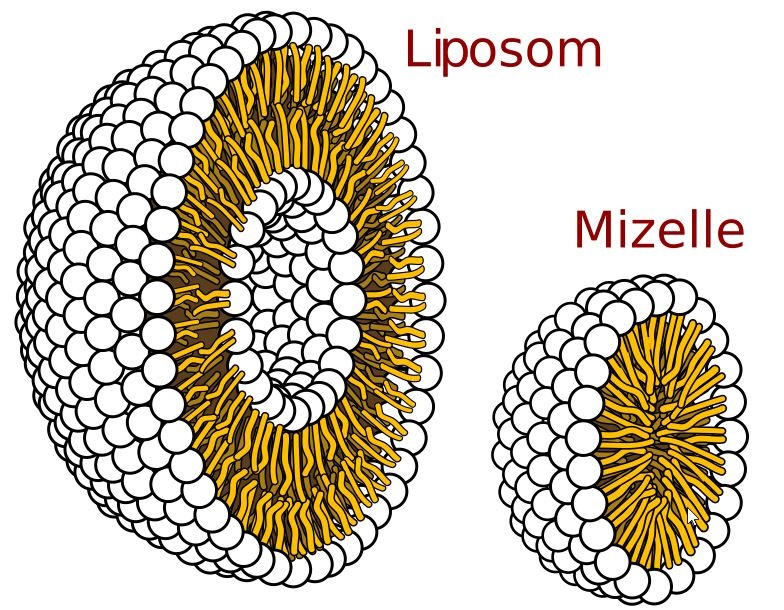 ist Liposomal besser?