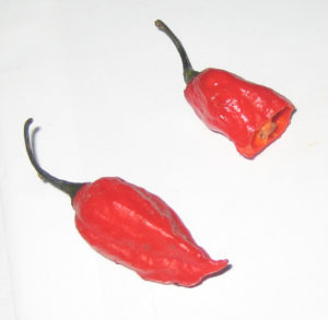 Naga_Jolokia_Peppers