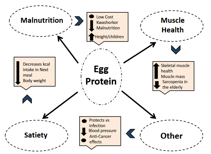 Eiprotein