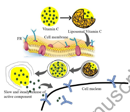 Ist Liposomal besser?