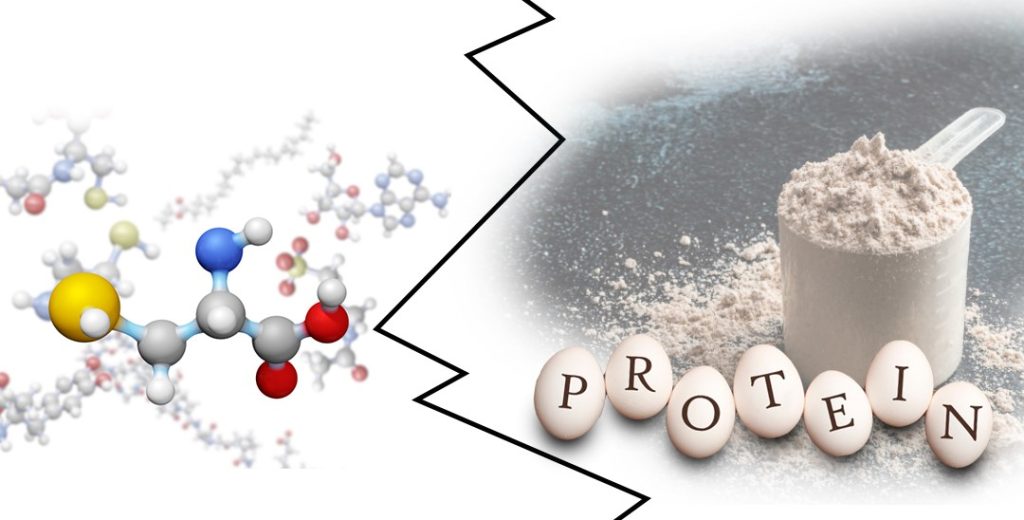 Freie Aminosäuren oder vollständiges Protein